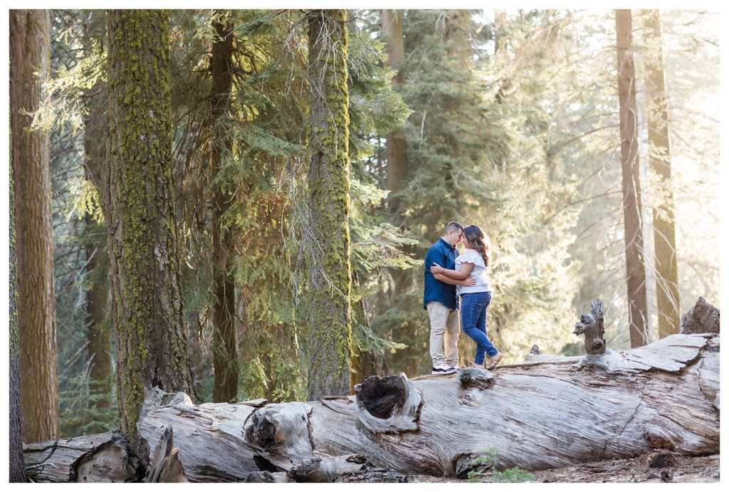 Engagement photos in Sequoia National Park - couple among the sequoias during golden hour