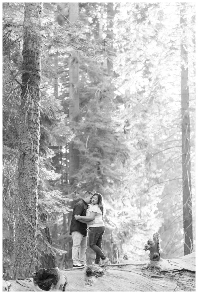 Engagement photos in Sequoia National Park - a black and white photo of a couple under the sequoias